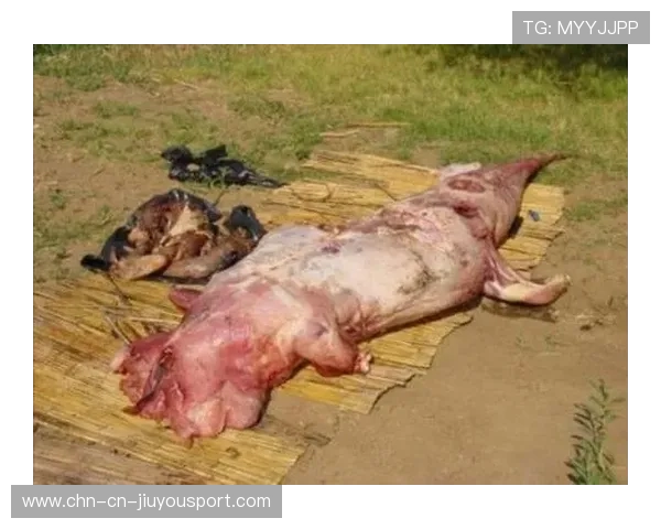 野生动物袭人事件再发,俄加强安全警戒,野生动物袭击家畜视频 野生动物袭人事件再发,俄加强安全警戒,野生动物袭击家畜视频